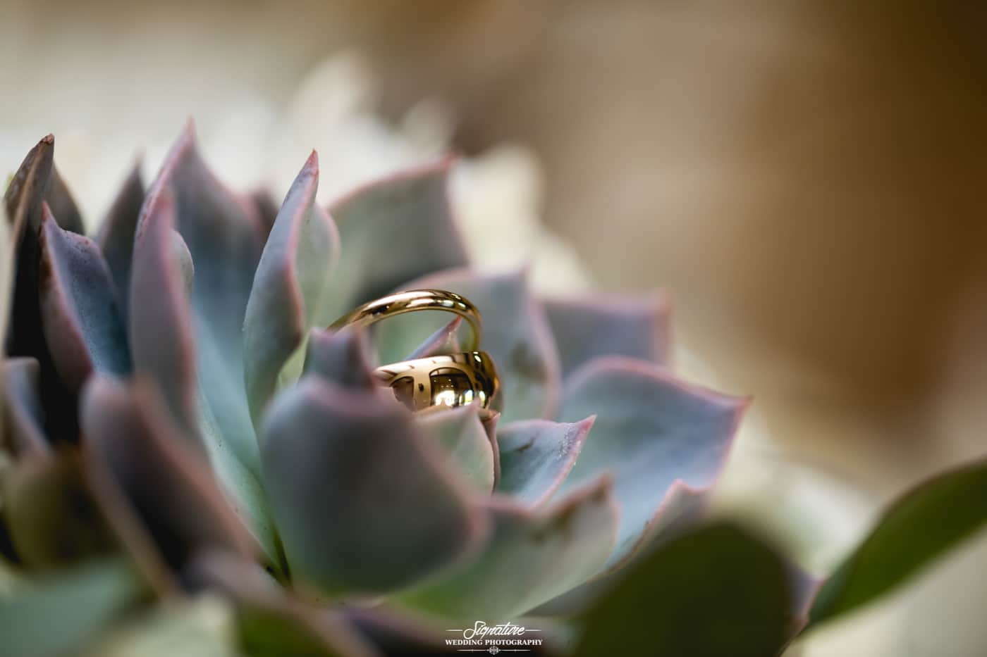 Wedding rings on desert flower