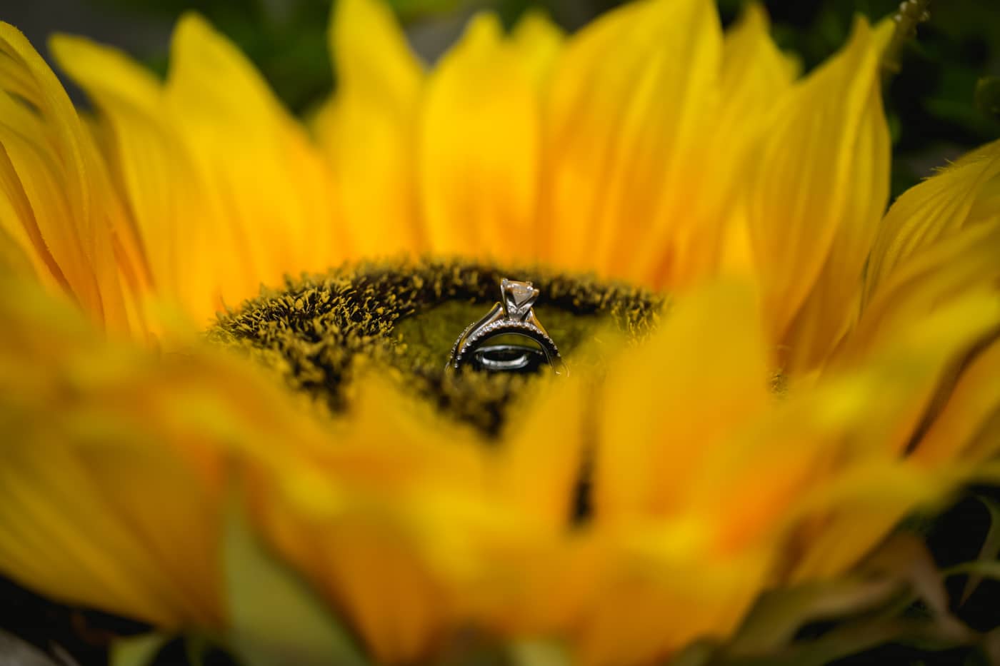 Close up of wedding rings on sunflower