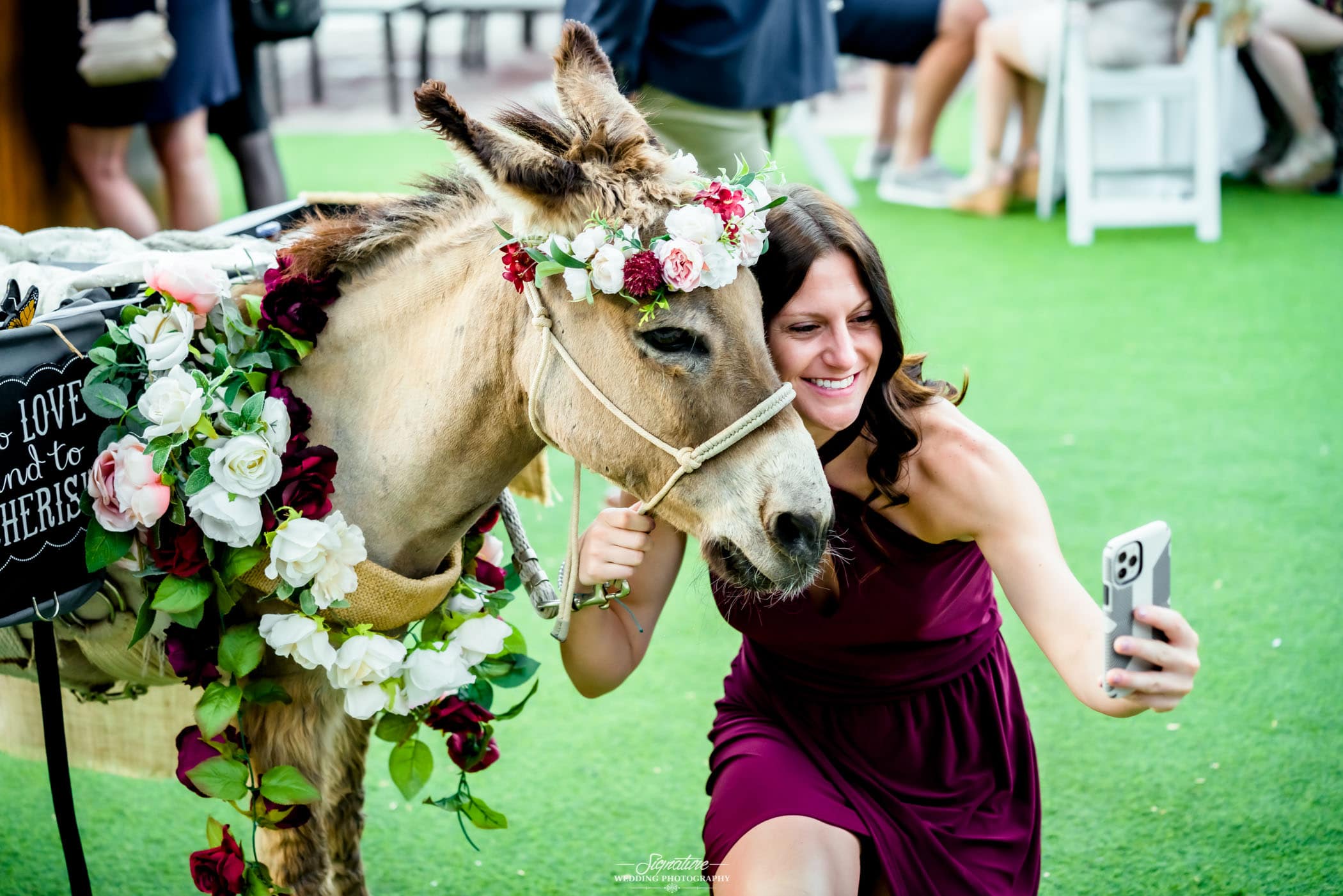 Woman taking picture with donkey in flowers