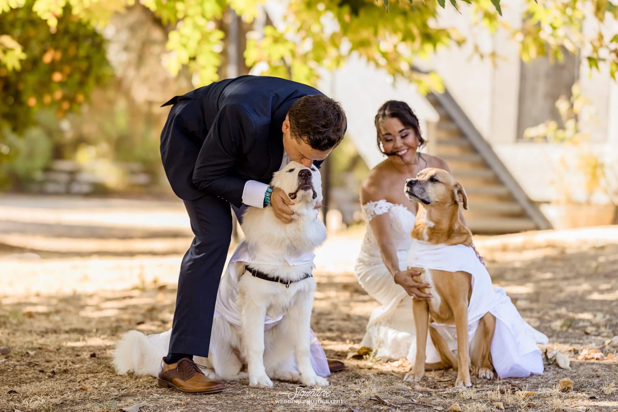 Bride and groom with two dogs