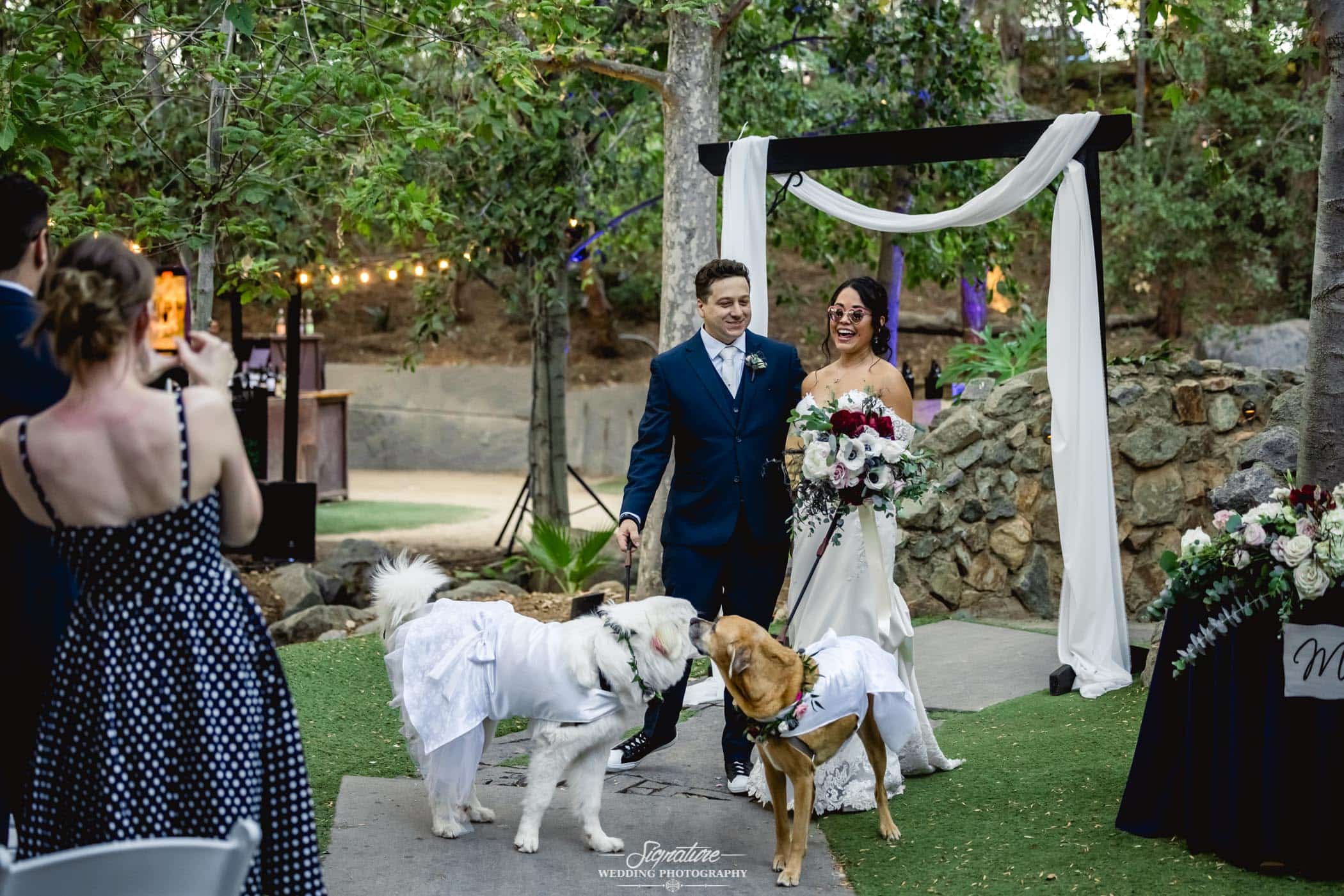 Bride and groom with dogs in dresses