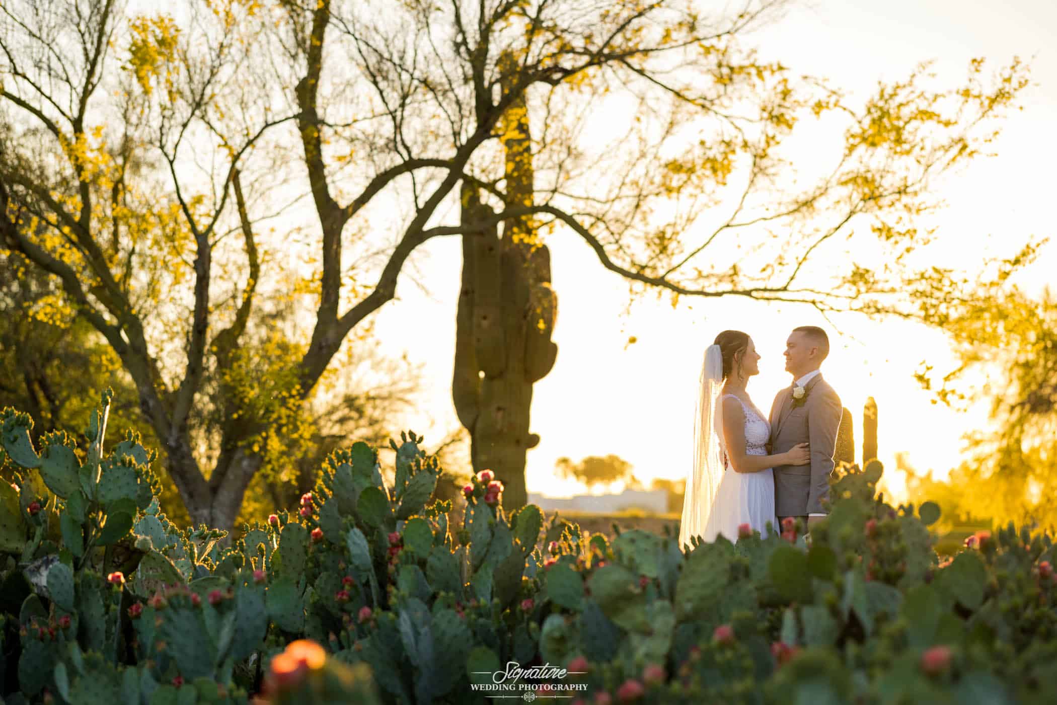 Bride and groom behind desert plants at sunset