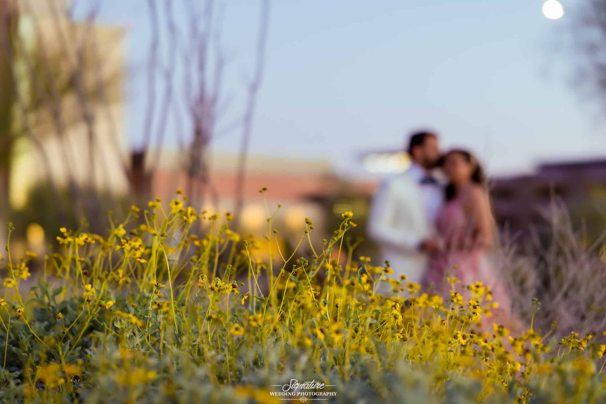 Groom kissing bride behind desert plants